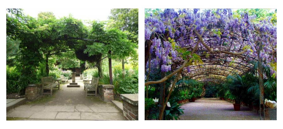 vegetatie-natura-în-oraș