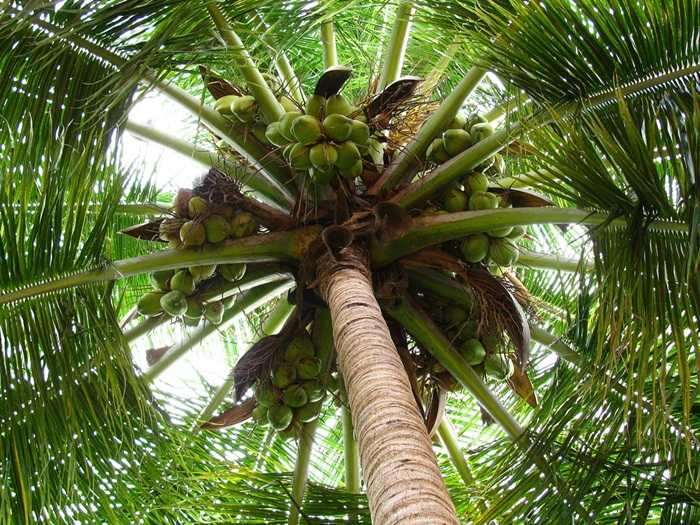 palmier-de-cocos