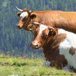 crescatori-bovine-europa-canada-acord-CETA