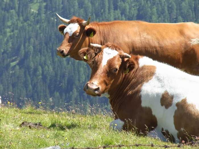 crescatori-bovine-europa-canada-acord-CETA