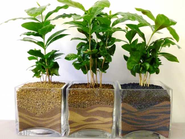 10 plante care creează un microclimat perfect acasă