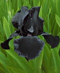 iris-Study in black