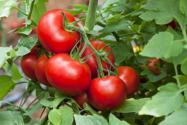 tomate-roșii