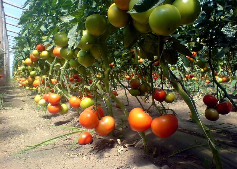 rosii _gradina tomate