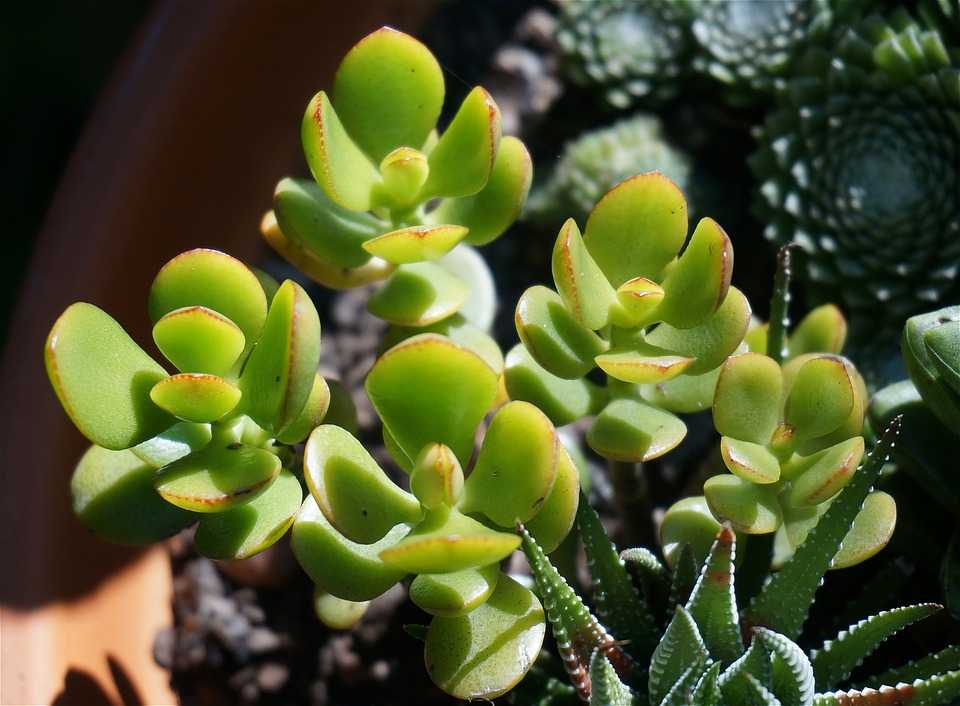 Cinci plante perfecte pentru camere și ferestre însorite