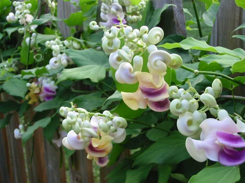 Cele mai superbe şi neobişnuite flori pentru grădina ta