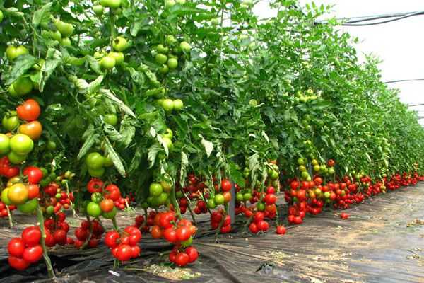 -tomate-spatii-protejate-legume