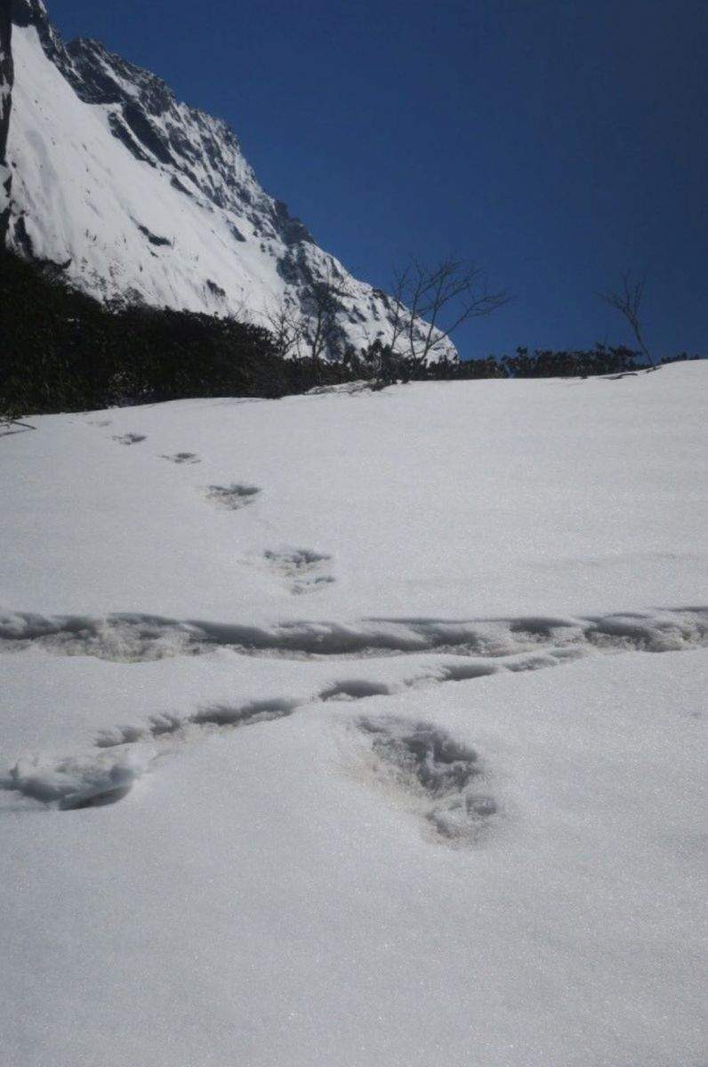 urme de pași de yeti în nepal