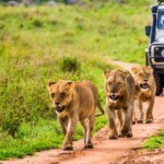 excursii africa safari