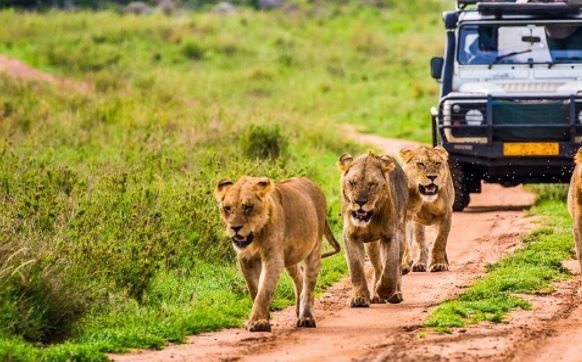 excursii africa safari