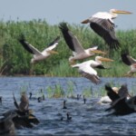 pelicani, Delta Dunării
