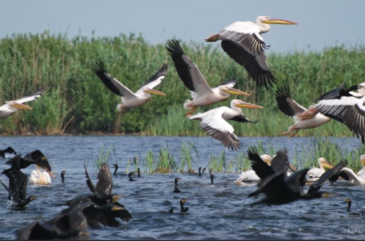 pelicani, Delta Dunării