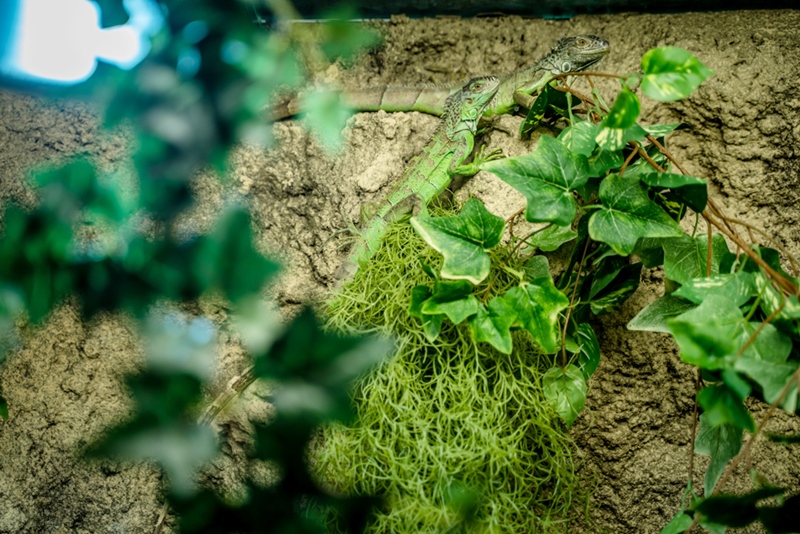 Expozitie reptile București