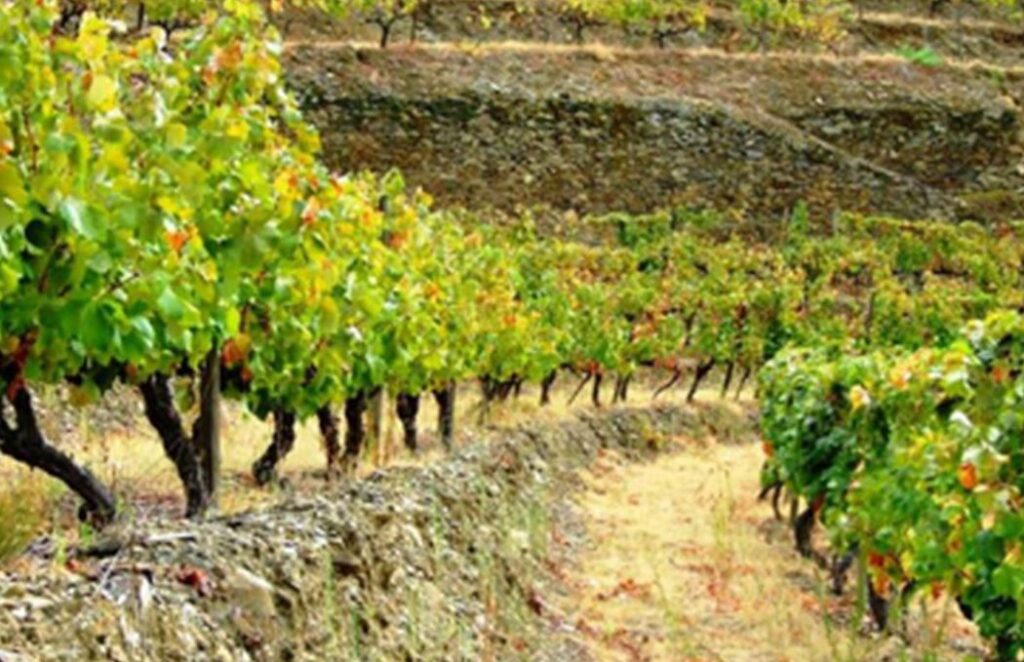 viță de vine, Spania