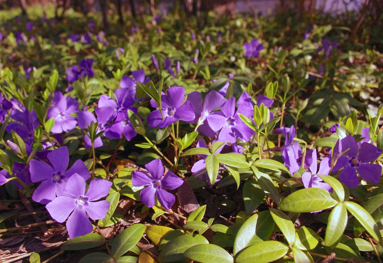 Brebenoc Flori Violet - Fotografie gratuită pe Pixabay - Pixabay