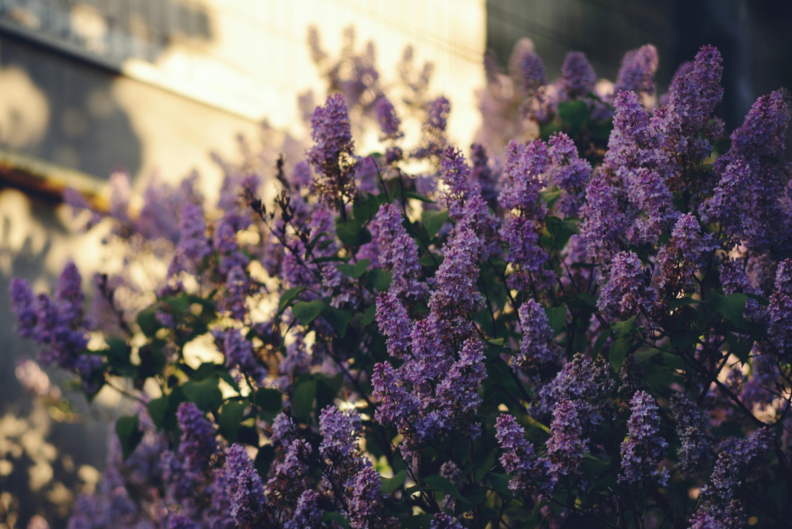 liliac