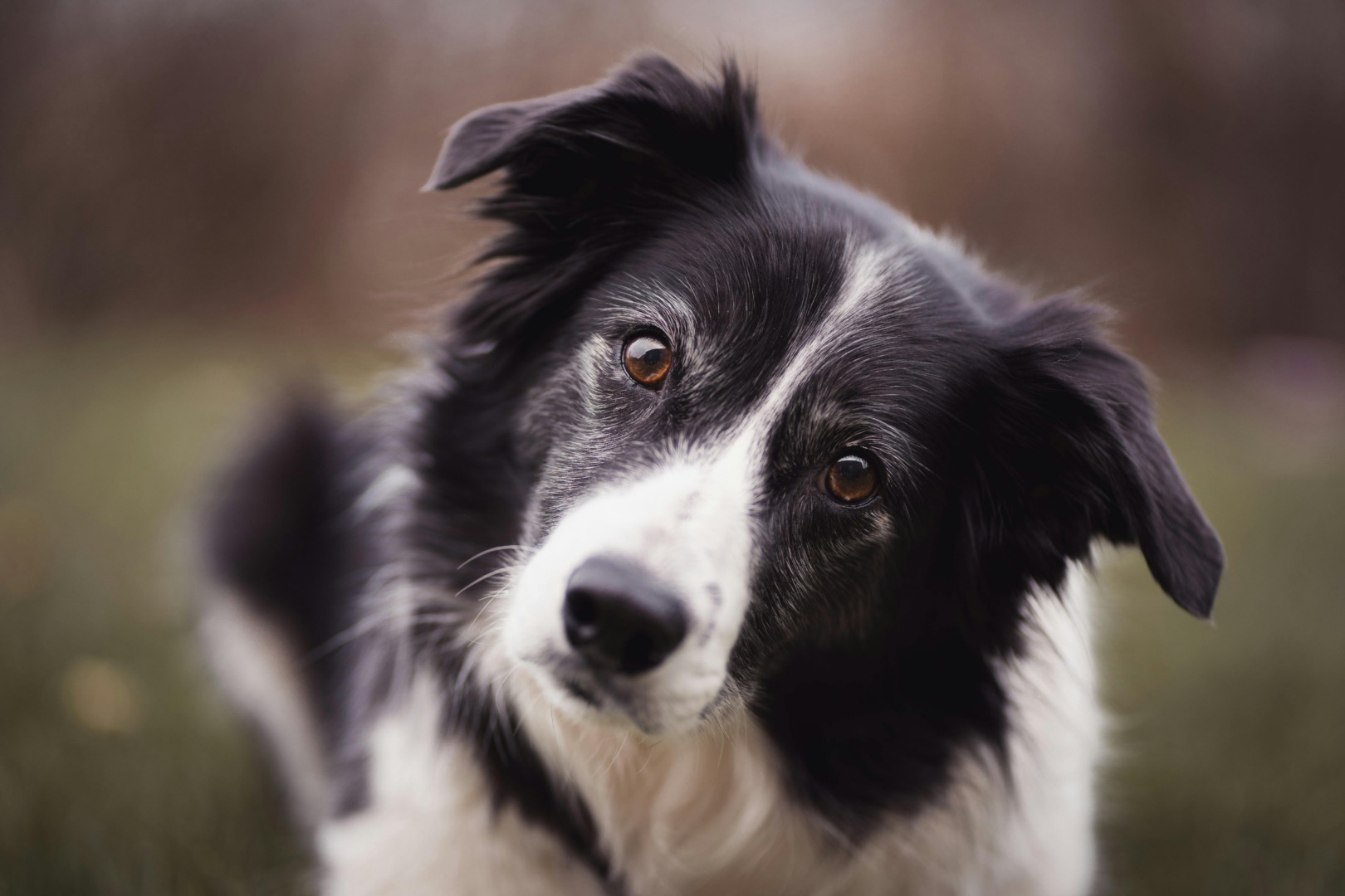 caini, rase de caini, caini destepti, multi caini, animale de companie, border collie