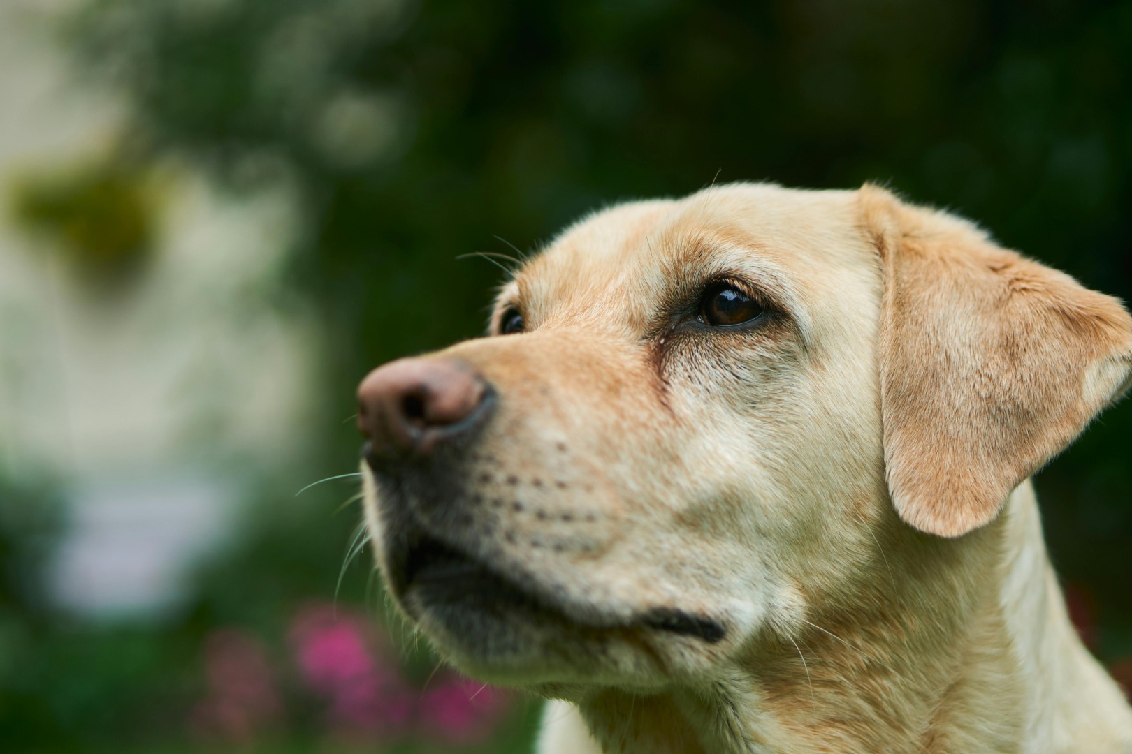 caini, rase de caini, caini destepti, multi caini, animale de companie, labrador retriever
