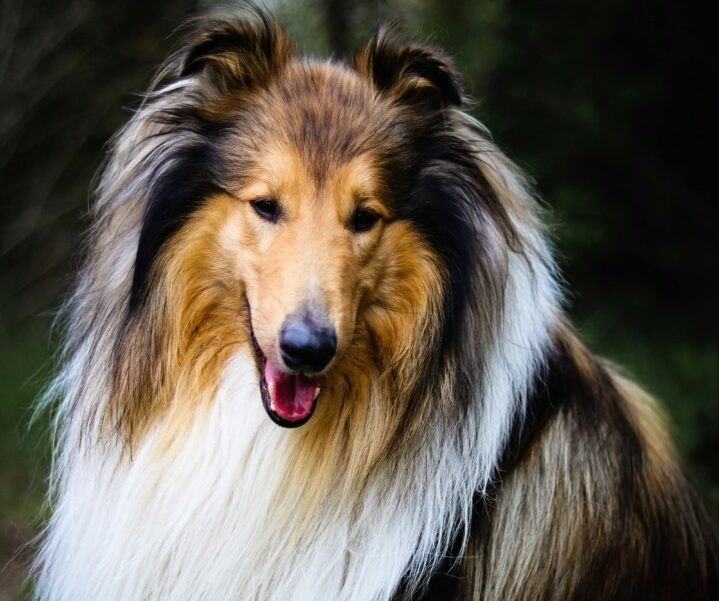 caini, rase de caini, caini destepti, multi caini, animale de companie, ciobanesc shetland