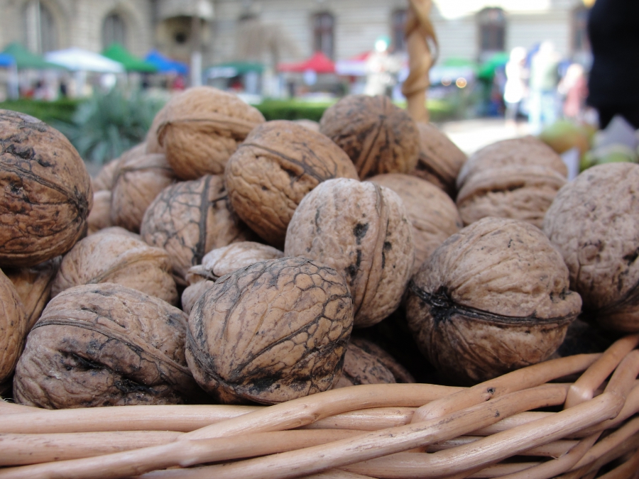 agronomie