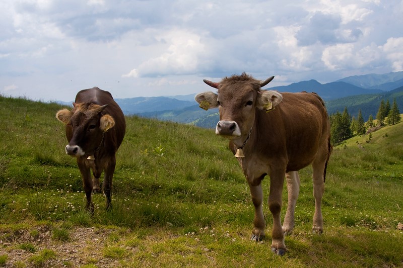LE-A REUȘIT - Staţiunea zootehnică din Sighetu Marmației, care a dezvoltat  rasa Bruna de Maramureș, dispare după 46 de ani, fiind absorbită de  stațiunea similară din Sângeorgiu de Mureş - 2mnews