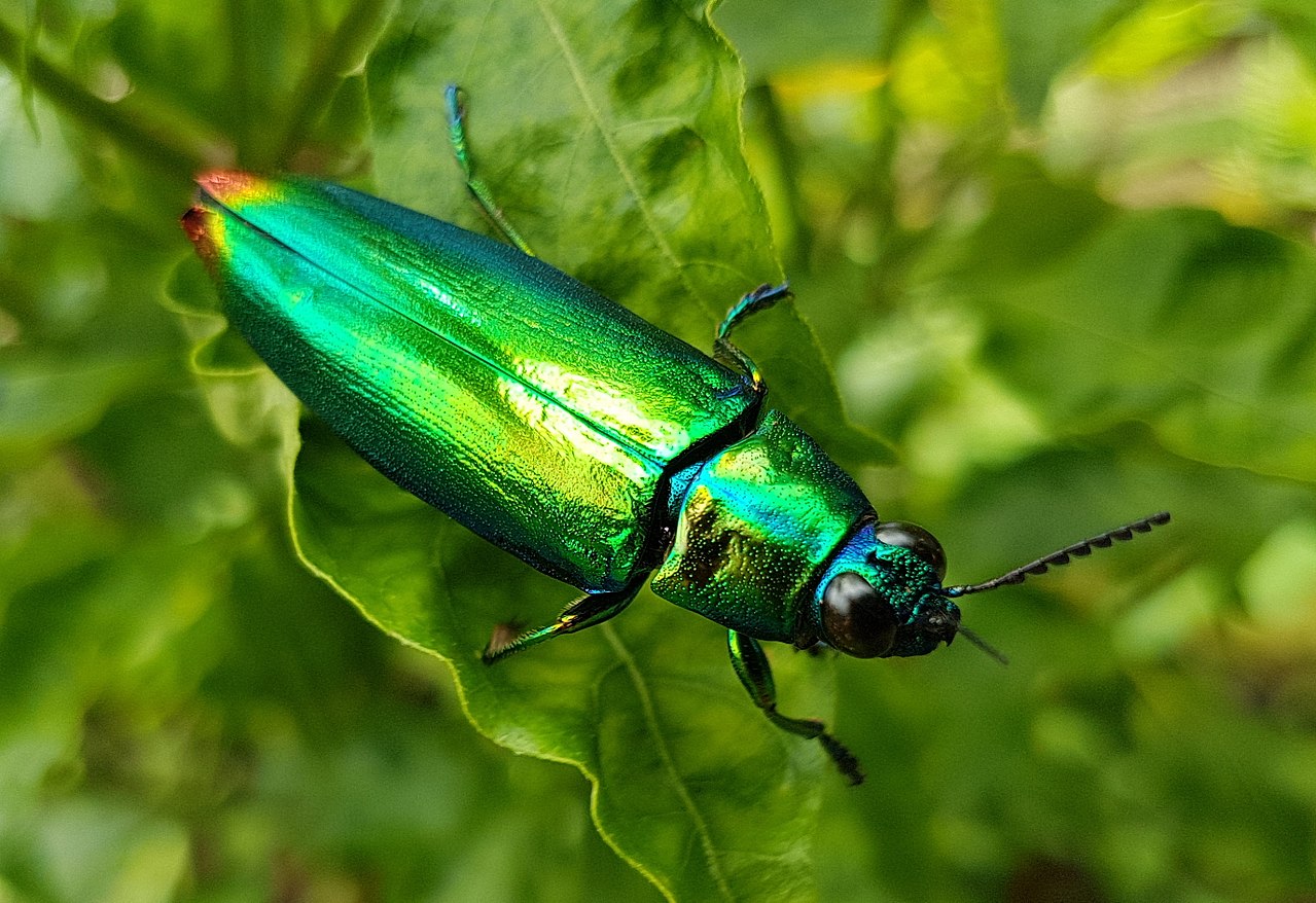 Insectă sau bijuterie? – ATUM