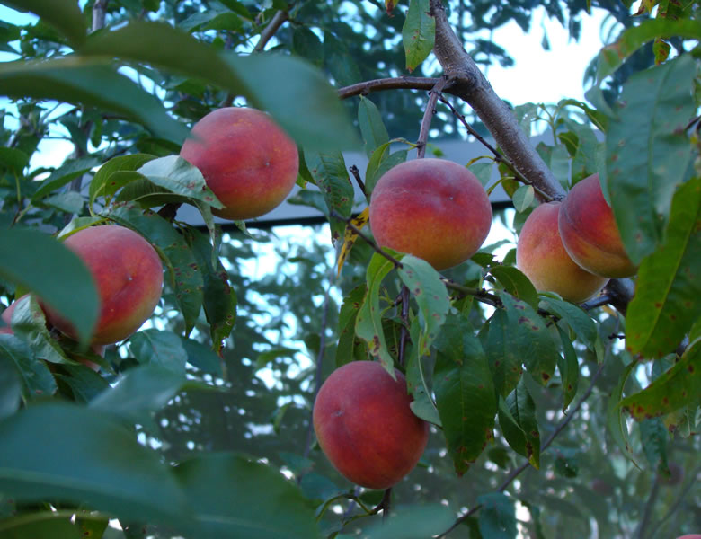 Pomi Fructiferi, Soiuri Piersic