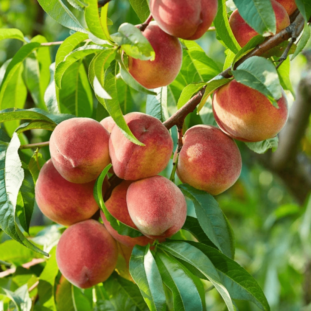 Piersic Suncrest, Prunus Persica, ghiveci 3.6L, H 120-140 cm - Verdi
